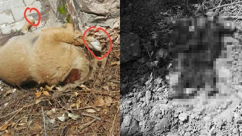 Bunun adı vahşet! Yavru köpekler katledildi