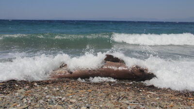 Datça’da sahilde ölü köpekbalığı bulundu