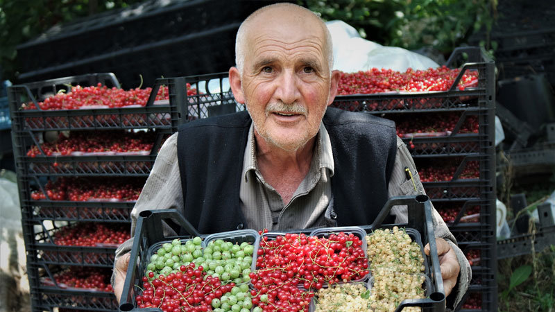 Bursa’nın ‘Osmanlı köyü’nde ekonomik getirisi yüksek meyveler üretiyor
