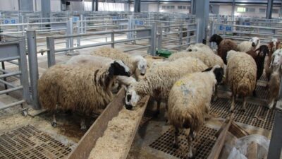 Kızılay’ın vekaletle kurban kesim bedeli belli oldu