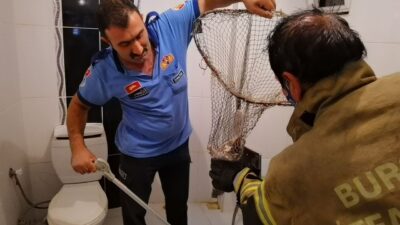 Bursa’da anne kedi, sesler çıkartarak yavrusunu kurtardı