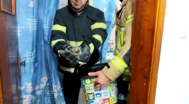 Baykuş evin küvetine yavruladı