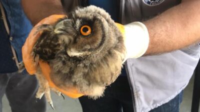 Bu hayvan Bursa’da bulundu! Ölmek üzereydi…