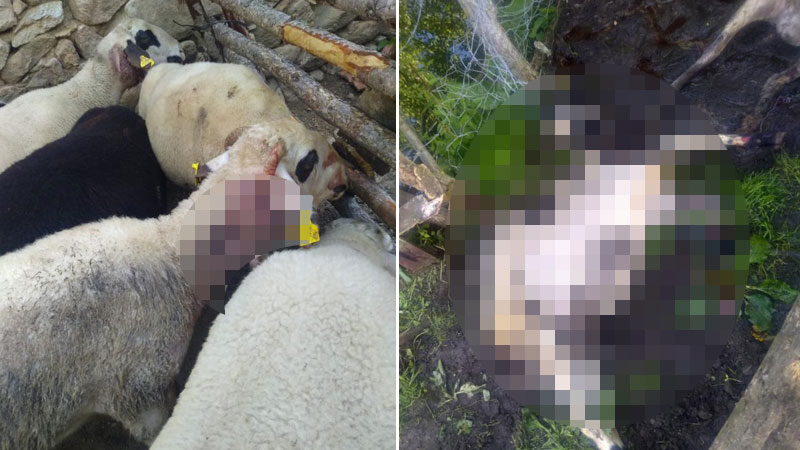 Kurban Bayramı öncesi dehşet! Bursa’da köye inen kurtlar… Bursa’da kurtlar çobanın kurbanda satmaya hazırlandığı kuzularına saldırarak telef etti.