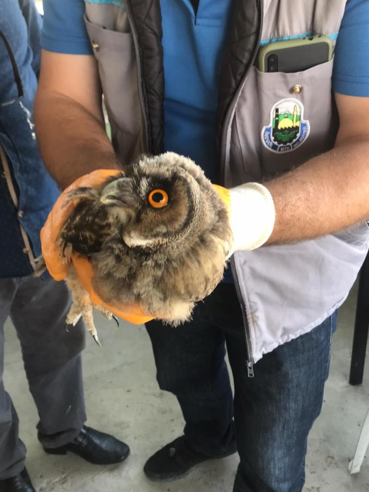 Bu hayvan Bursa’da bulundu! Ölmek üzereydi…