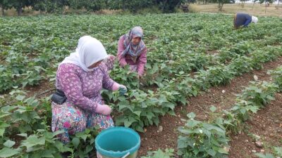 Bursa’da 15 liradan satılıyor! Hasadına başladı…