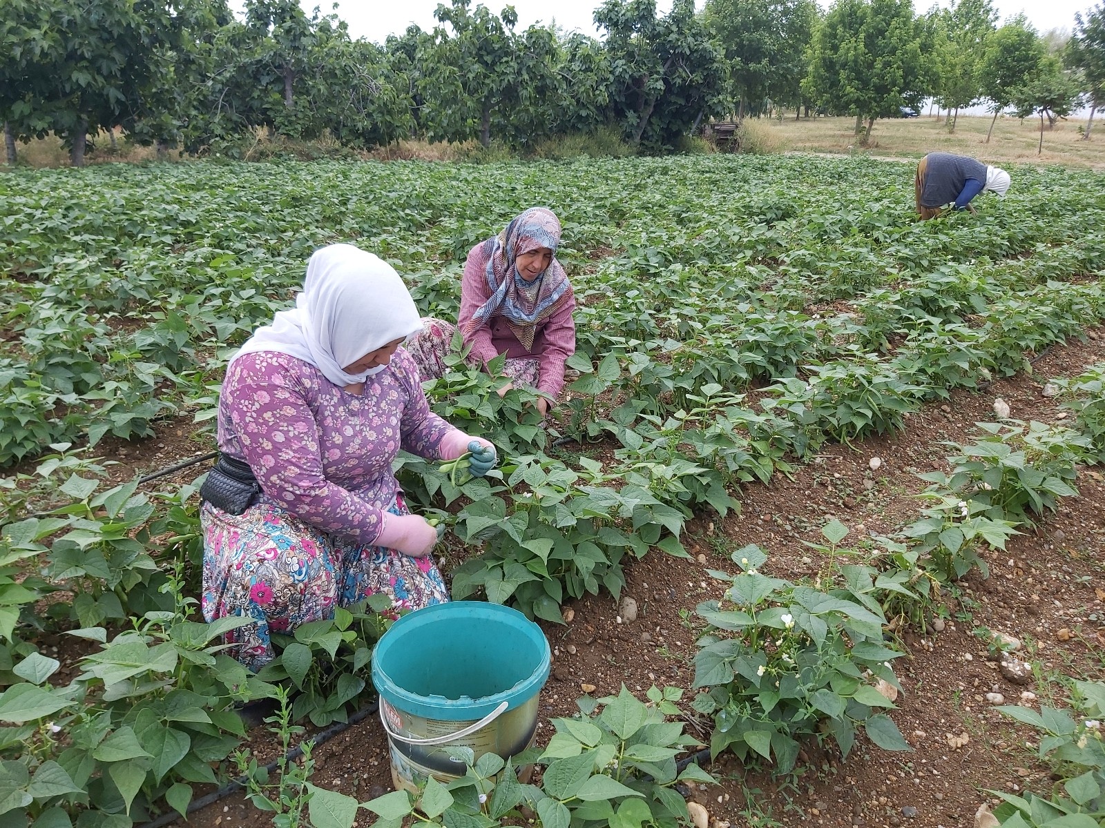 Bursa’da 15 liradan satılıyor! Hasadına başladı…