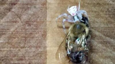 Arıları yakalayıp yiyor! İnsan yüzlü örümcek Türkiye’de bir kez daha ortaya çıktı