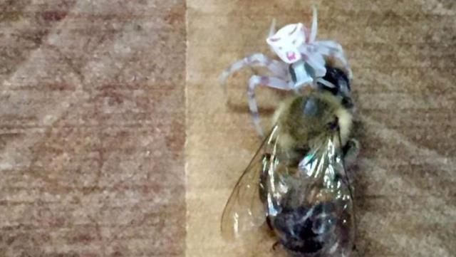 Arıları yakalayıp yiyor! İnsan yüzlü örümcek Türkiye’de bir kez daha ortaya çıktı