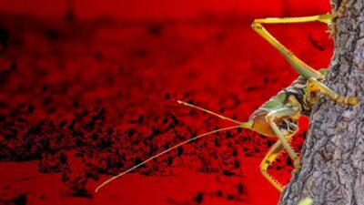 Korkutan uyarı! Böcek istilası olabilir