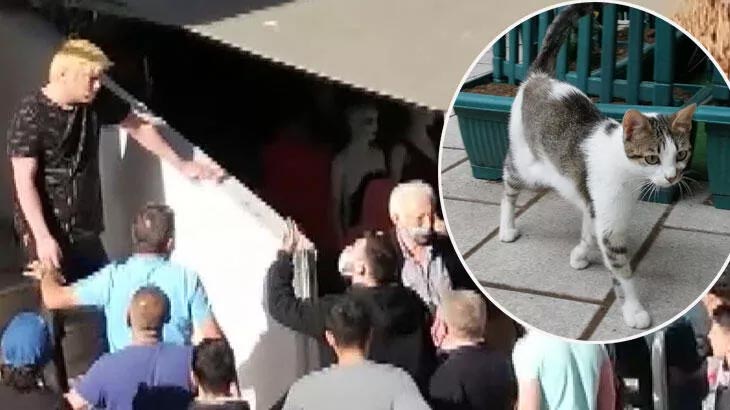 Mahallede infial yarattı! Kedi yediğini itiraf etti