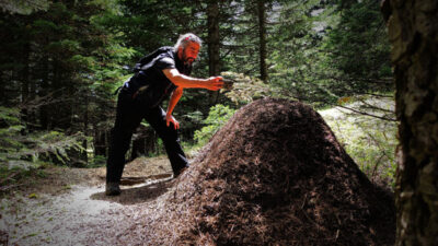 Bursa’da görenler şaşkın! Boyu 1 metreyi buluyor…
