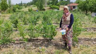 Bursa’da üreticinin yüzü güldü kilosunu 100 liradan satıyorlar