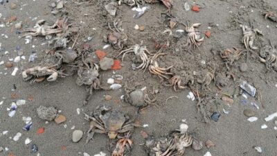 Korkutan gelişme! Sahile onlarca ölü yengeç vurdu