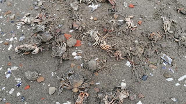 Korkutan gelişme! Sahile onlarca ölü yengeç vurdu