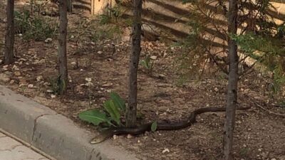 Bursa’da panik anları! Site bahçesine girdi ortalık karıştı