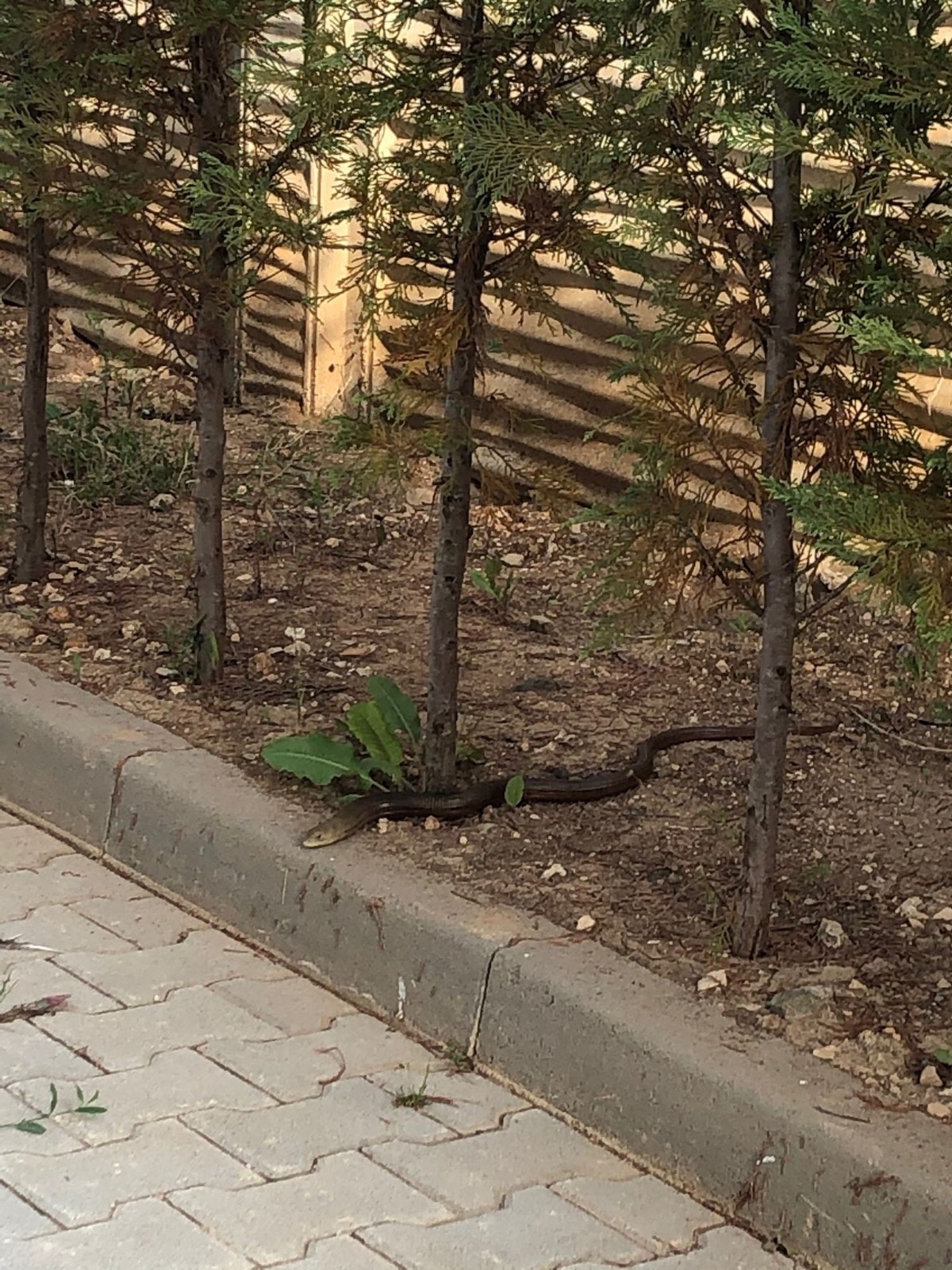 Bursa’da panik anları! Site bahçesine girdi ortalık karıştı