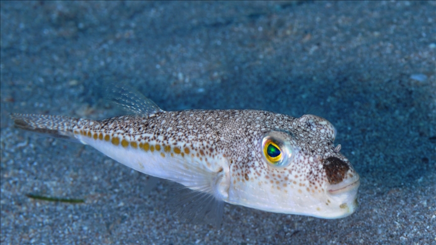 Resmi Gazete’de yayımlandı! Destek ödemesi yapılacak