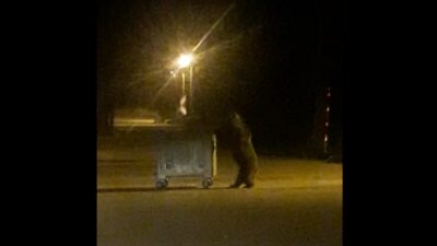 Görüntüler Uludağ’dan… Ayıların renkli anları