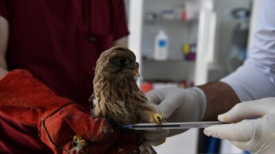 Yavru kerkenez tedavi altına alındı