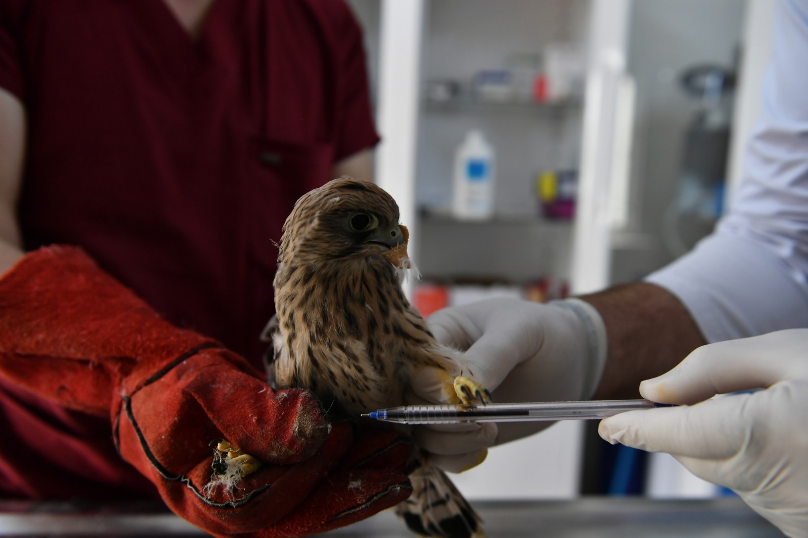 Yavru kerkenez tedavi altına alındı