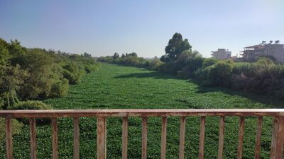 Çayır değil nehir! Su sümbülleri Asi Nehri’ni yeniden istila etti