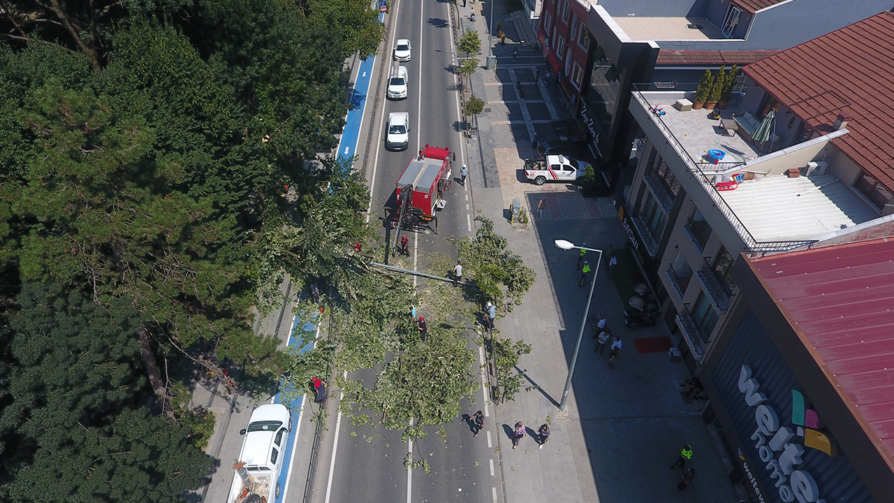 Asırlık ağaç caddeye devrildi