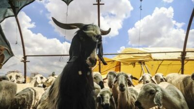 Kurban pazarlarında bayram hareketliliği başladı
