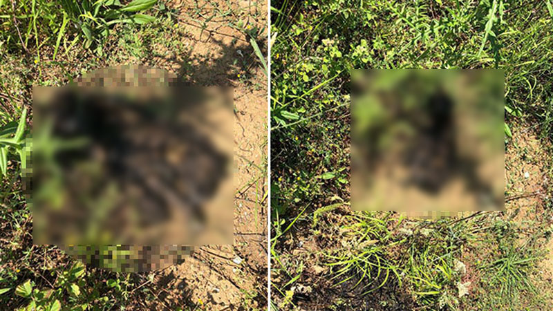 Bunun adı vahşet! Diri diri yakmışlar Bunun adı vahşet! Diri diri yakmışlar