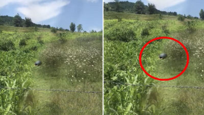 Köpeğe cinsel istismardan gözaltına alındı