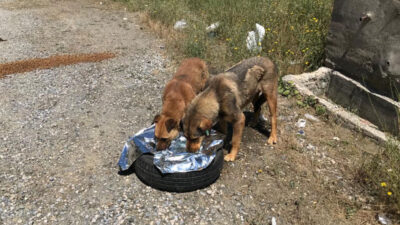 Bursa’da sahipsiz hayvanlar da bayram etti
