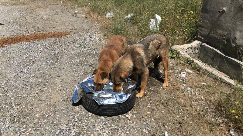 Bursa’da sahipsiz hayvanlar da bayram etti