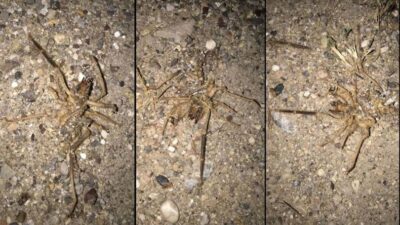 Havalar ısındı, ortaya çıktı! Vatandaş endişeli