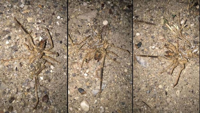 Havalar ısındı, ortaya çıktı! Vatandaş endişeli