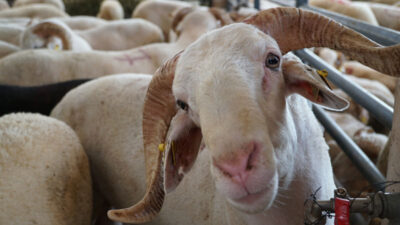 Bursa’da kurban pazarları hareketlendi
