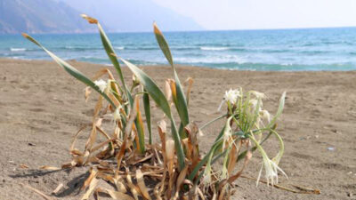 Nesli tükeniyor! Koparmanın cezası 80 bin lira