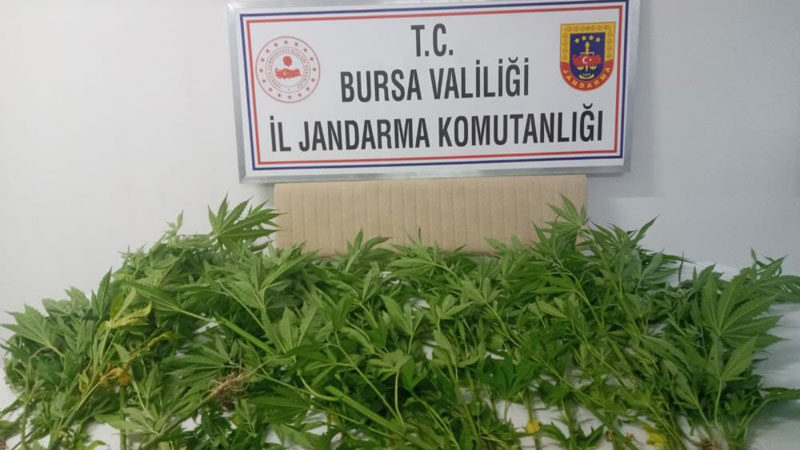 Bursa’da jandarma buldu! Ormana kenevir ekmişler Bursa’da jandarma ekipleri orman içerisinde ekili kenevir ele geçirdi.