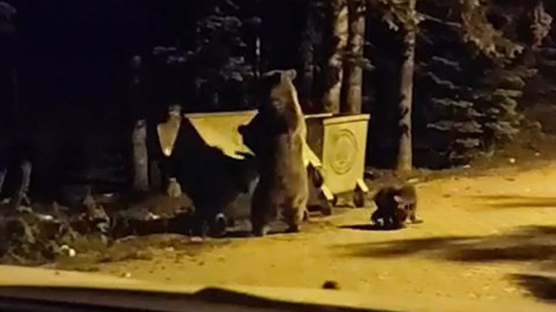 Bursa’da yiyecek arayan ayılar kamerada Bursa’da yiyecek arayan ayılar kamerada