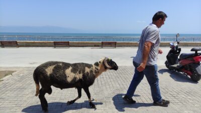 Bursa’da koyunların efendisi