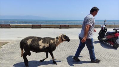 Bursa’da koyunların efendisi