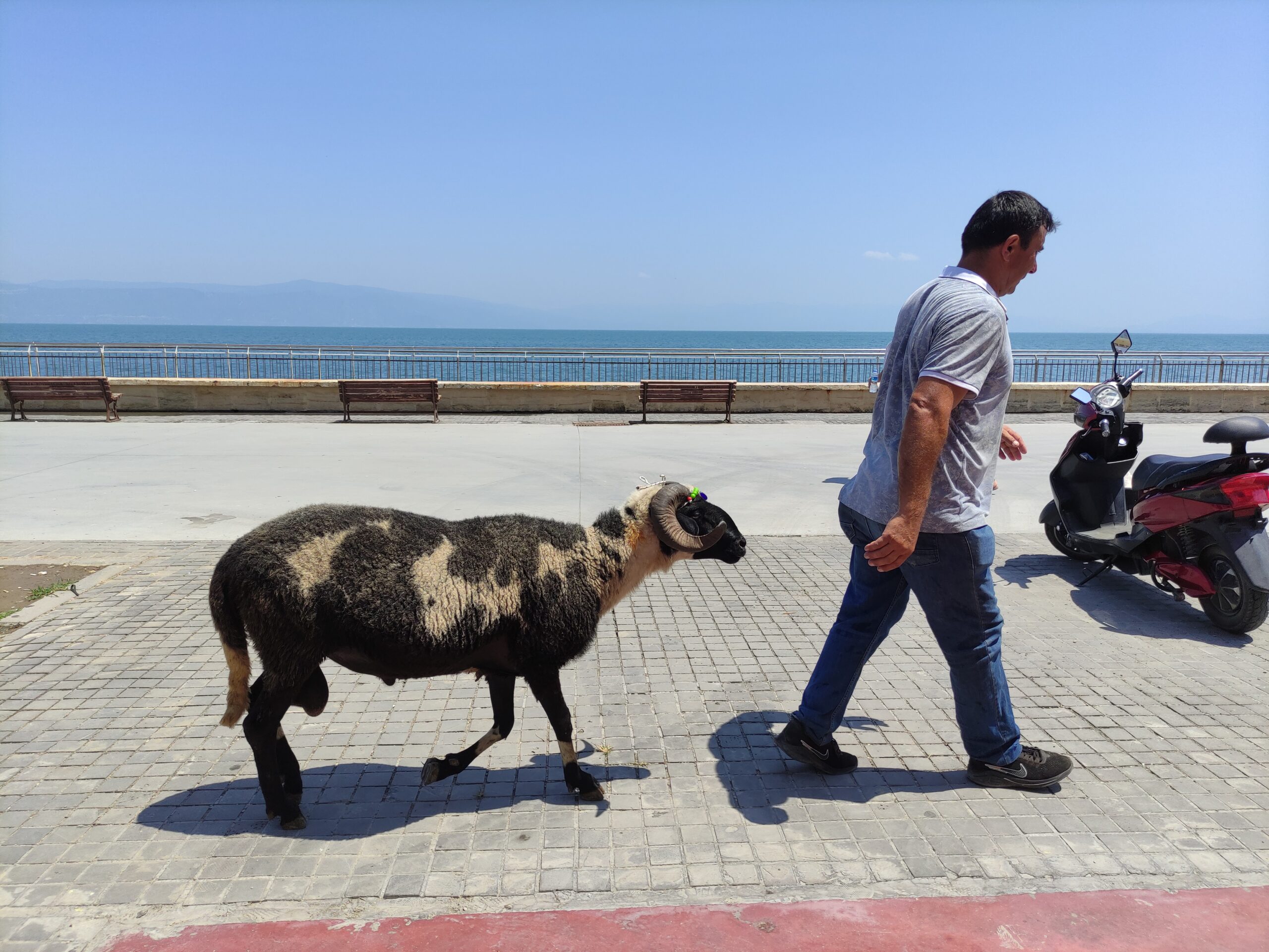 Bursa’da koyunların efendisi Bursa’da koyunların efendisi