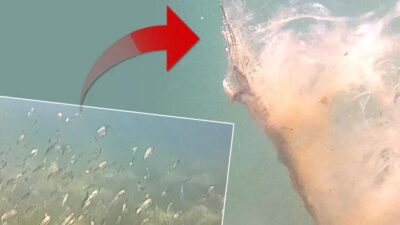 Müsilaj kâbusu! İki yıl arasında büyük değişim