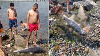 Bursa’da ölü yunus balığı kıyıya vurdu