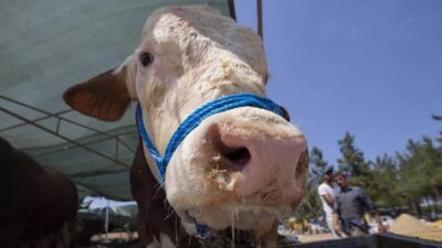 1270 kiloluk kurbanlık ‘Polat’ satıldı! Değeri dudak uçuklattı