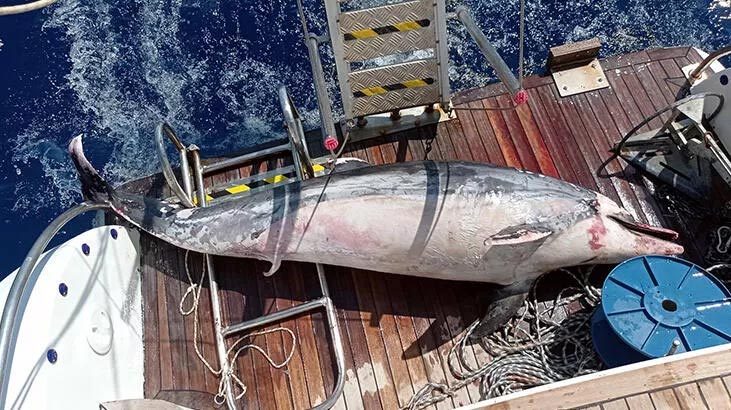 Datça’da tatilciler fark etti, ölü yunus tekneye alındı