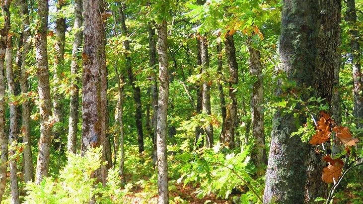 Gaziantep’te ormanlara girişe 15 gün yasak