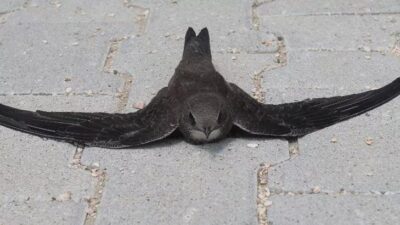 Müdür yardımcısı fark etti! Hemen korumaya alındı