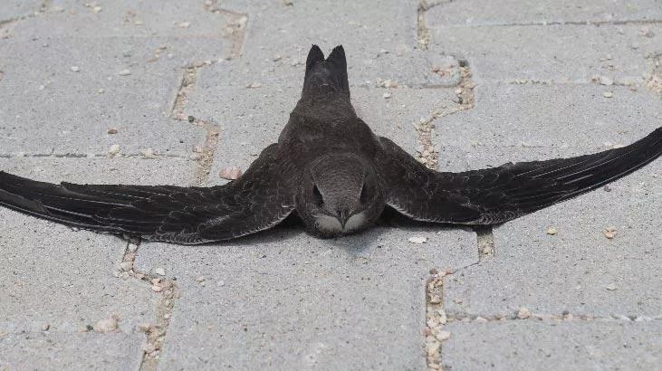 Müdür yardımcısı fark etti! Hemen korumaya alındı Müdür yardımcısı fark etti! Hemen korumaya alındı