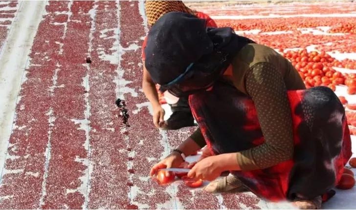 Çöpe gidiyordu şimdi İtalya Almanya Fransa ABD’ye satılıyor