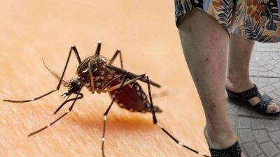 Dikkat! Asya Kaplan Sivrisineği uyarısı